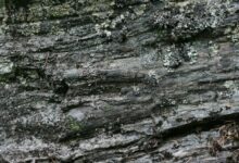 Stone veneer siding installation